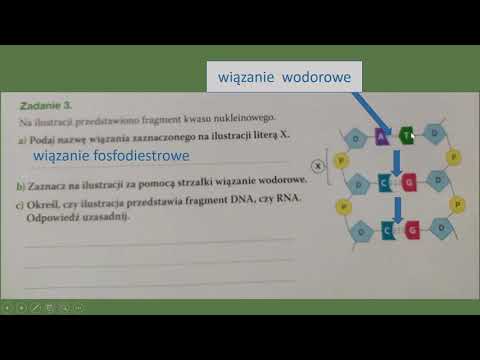 Budowa i funkcje kwasów nukleinowych - KARTY PRACY UCZNIA