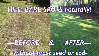 Centipede Lawn Transformation - without grass seed or sod | Pre-Emergent Warning