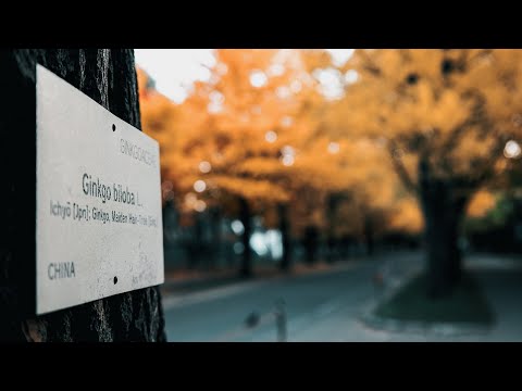 Hokkaido University Ginko Avenue in Autumn -  Walk at Dawn Pocket 3 4K