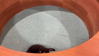 ハーフ犬の動画01
