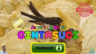 Download lagu Suara Inap Paling Disukai Walet Internal Swiftlet CINTASUCI mp3