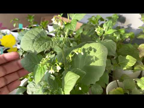 Quick update on Sunberry and Toothache Plant