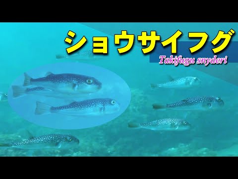 浅瀬を泳ぐショウサイフグ