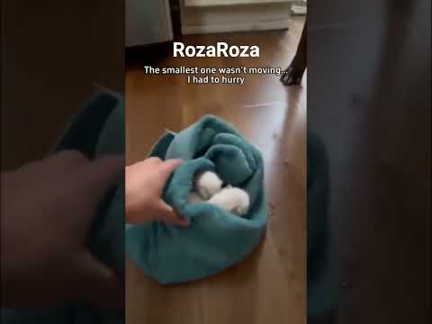 #shortsvideo#животные#собаки#котики#деревня#Спасение маленьких котят...
