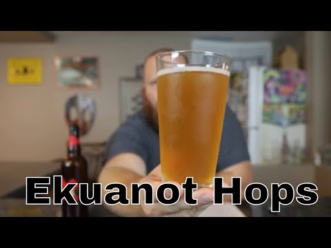Ekuanot Hops Golden Promise Malt Smash Homebrew Tasting 1
