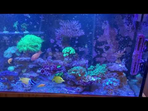 Akwarium morskie 150x50x60 z szafką