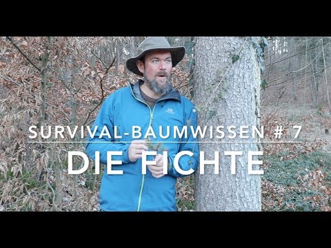 The Spruce - Survival Tree Knowledge # 7
