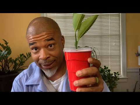 Planting Successful Citrus Cuttings🍊🍋