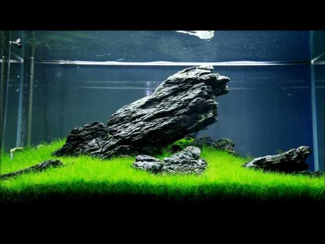 Just Aquascaping - Iwagumi