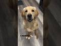 9 Days To One Year Golden Retriever Transformation Feed Transformation Love Cute Pets Dog Pets