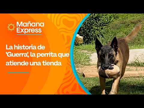 La historia de 'Guerra', la perrita que atiende una tienda