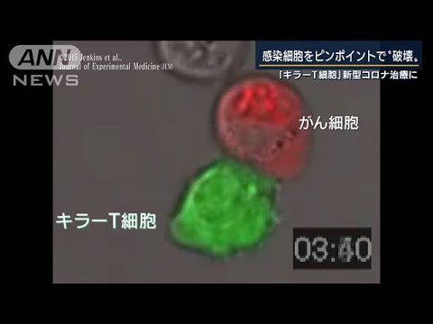 抗体とキラー細胞:これがあなたの体が敵に対してどのように反応するかです