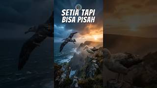 Download lagu Burung Ini Bisa 'Cerai' Kalau Gagal Punya Anak, Bukan Karena Bosan #pediavet #faktahewan mp3 Download lagu Burung Ini Bisa 'Cerai' Kalau Gagal Punya Anak, Bukan Karena Bosan #pediavet #faktahewan mp3