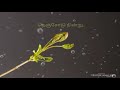 Kadhalaa Thadhalaa Kathalil Thavikkire Thamil WhatsApp Status