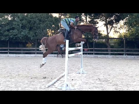 Omid Gharibi training Forthem (by Quantum X Damiro) for competitions