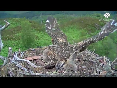 Loch Arkaig Osplets testing their wings while posing for the camera 2 Jul 2020
