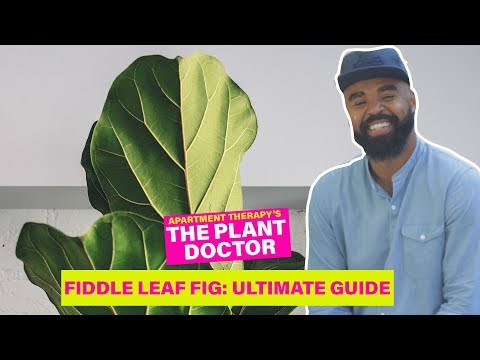 Fiddle Leaf Fig - The Ultimate Guide | The Plant Doctor | Apartment Therapy