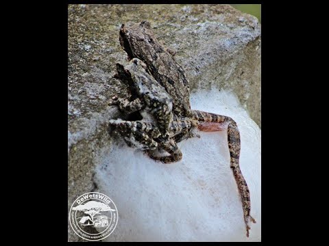 Southern Foam Nest Frogs mating and building their nest at Kumasinga Hide in uMkhuze Game Reserve