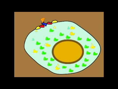 ENDOCRINE SYSTEM: SECOND MESSENGER SYSTEMS