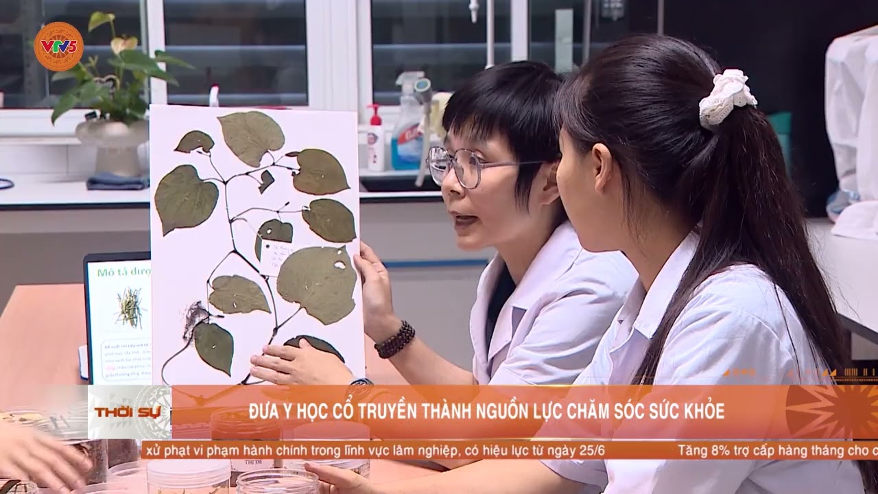 ĐƯA Y HỌC CỔ TRUYỀN THÀNH NGUỒN LỰC CHĂM SÓC SỨC KHỎE | VTV5
