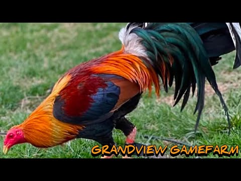 Sweater Yellow leg hatch Kelso - GRANDVIEW FARM