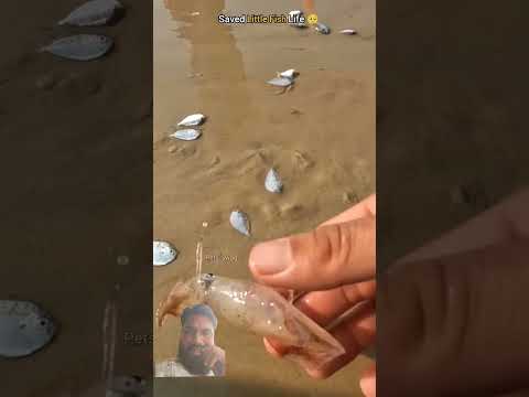 Seva Lie Fh Lie #beach #sealife