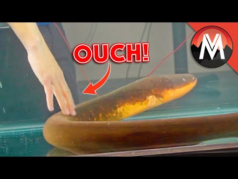 Touching an Electric Eel! Will it Shock Me?