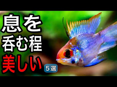 ラビドクロミス イエロー – 明るく美しいシクリッド