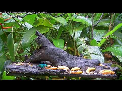 New Species: Canada Warbler Flits Past Panama Fruit Feeder Cam – Oct. 18, 2018