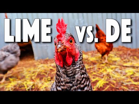, title : 'Natural Chicken Coop Disinfectant! Which Is BETTER? Lime OR Diatomaceous Earth'