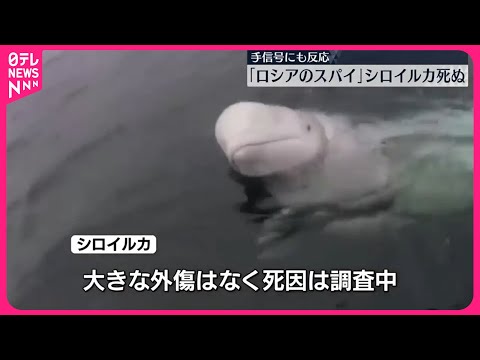 スピリット賞:クリステン・スチュワートとその仲間たちがプーチン大統領に中指を見せる