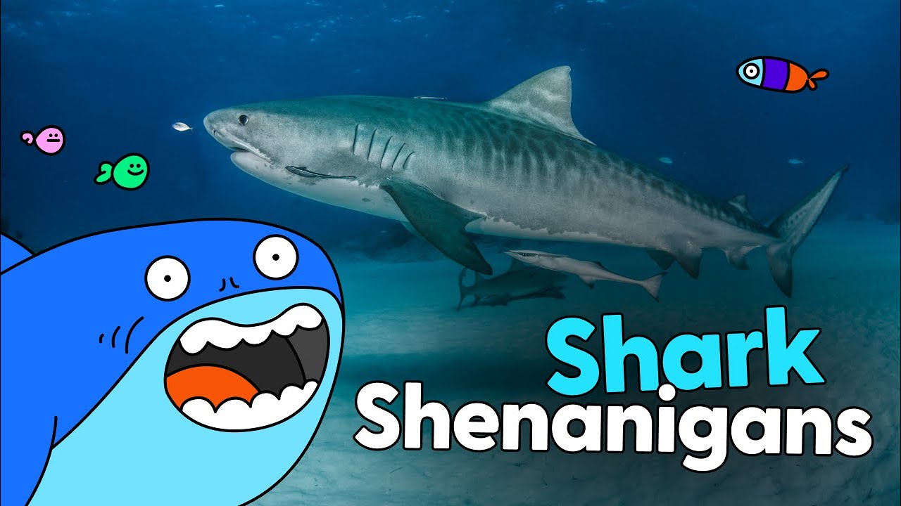 Shark Shenanigans!