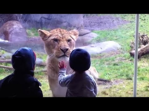 I 10 momenti più emozionanti allo zoo