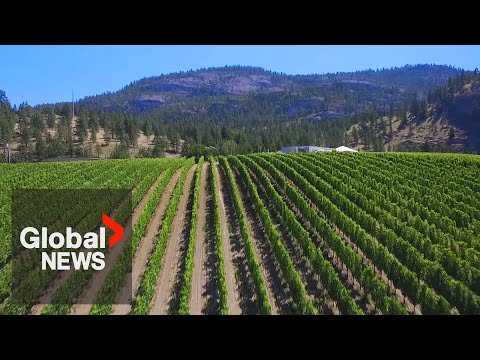 "Absurd": Alberta sends warning letter to BC winemakers