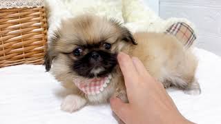 ペキニーズの動画01