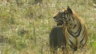 preview picture of video 'Munna - The alpha male of Kanha National Park'