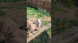 Video preview image #1 American Pit Bull Terrier-Unknown Mix Puppy For Sale in Germantown, OH, USA