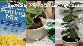 Repotting My Fiddle Leaf Fig Trees