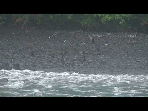 Flightless Cormorants near Isla Isabela, Galapagos (6.18.26)