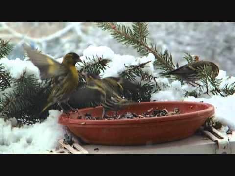 Ich glaub ich hab ne Meise ! Vielleicht auch 2 oder 3....