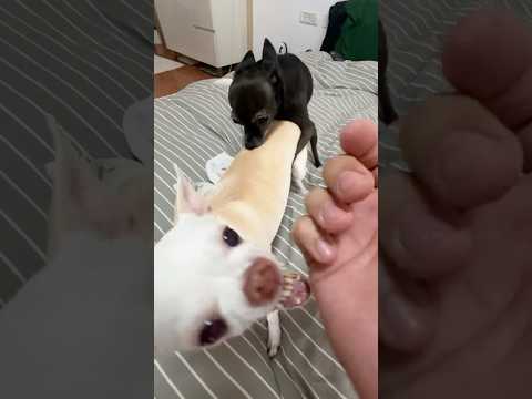 The Kuchi Kuchi make them crazy 🤣🤣