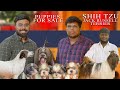 Shihtzu | Jack Russell Terrier | Dogs for sale | Puppy for Sale | Puppy Kennel | Coimbatore Kennel