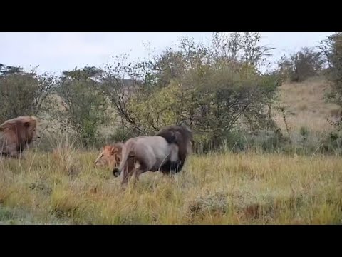 These huge breed of male lions are dominating the Masai mara