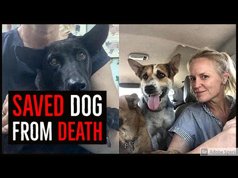 This Teacher Dedicated Her Life To Lost Dogs, After Saving Puppy From Death
