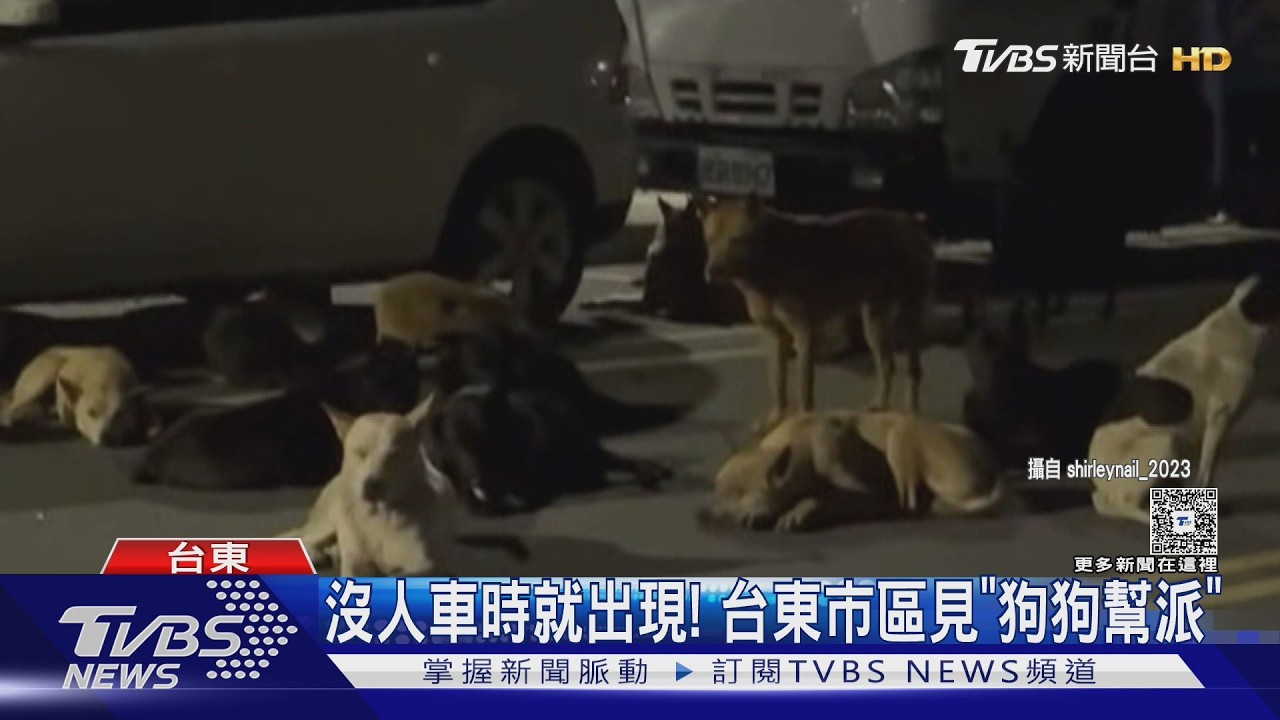 影音/台東市區見「狗幫派」!深夜或清晨十多隻成群出現 居民緊張