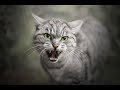 aggressive cat sound