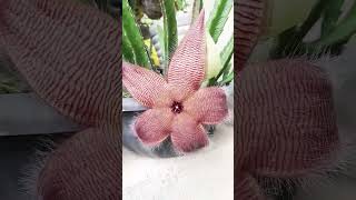 cacto 🌵 Estrela 🌟 do mar