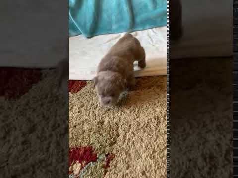 Mammoth Olde English Bulldogs female 4 week old now