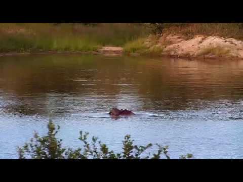 Djuma: Hippo playing in water - 17:18 - 03/08/20