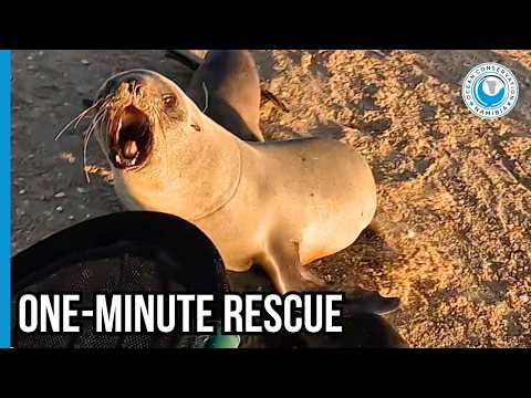 Instant Seal Rescue: One Minute to Freedom